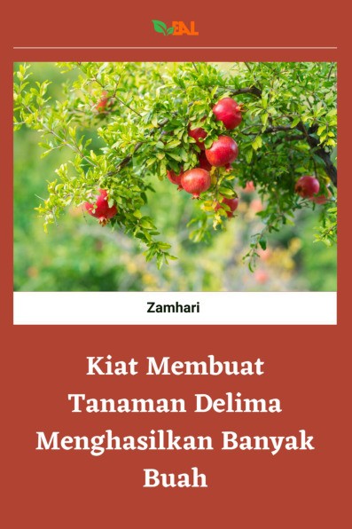 Kiat Membuat Tanaman Delima Menghasilkan Banyak Buah